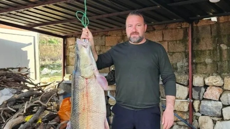 Amatör balıkçıların ağına devasa turna balığı takıldı